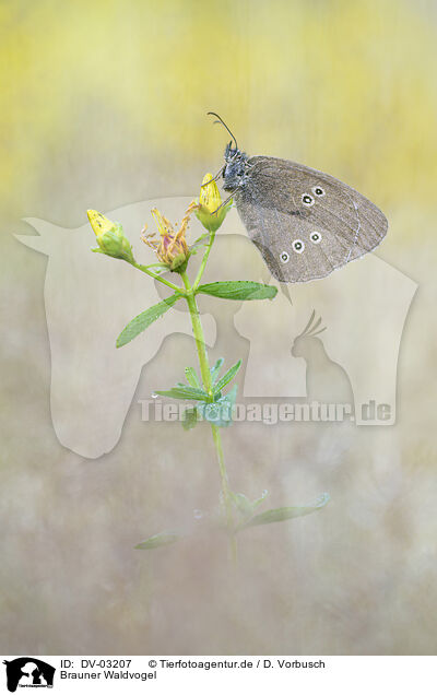 Brauner Waldvogel / ringlet butterfly / DV-03207