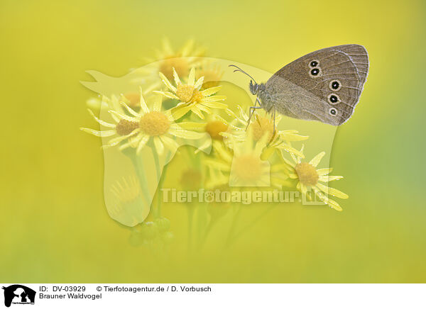 Brauner Waldvogel / ringlet butterfly / DV-03929
