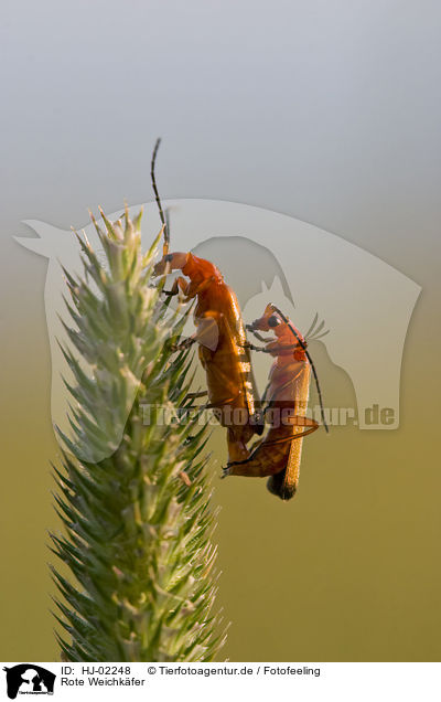 Rote Weichkfer / Common red soldier beetle / HJ-02248