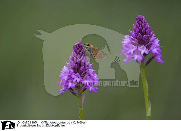 Braunkolbiger Braun-Dickkopffalter / butterfly / CM-01305