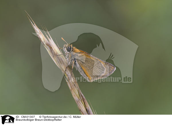 Braunkolbiger Braun-Dickkopffalter / butterfly / CM-01307