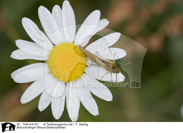 Braunkolbiger Braun-Dickkopffalter / brown skipper / THA-04141