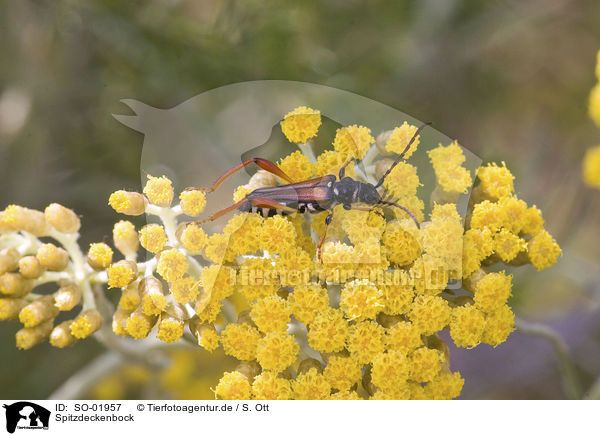 Spitzdeckenbock / beetle / SO-01957