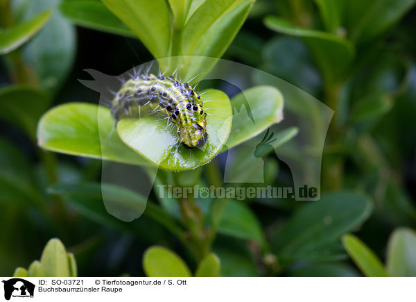 Buchsbaumznsler Raupe / box tree moth inchworm / SO-03721