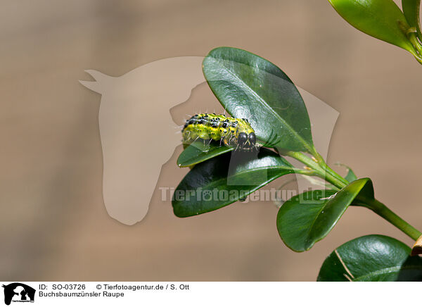 Buchsbaumznsler Raupe / SO-03726