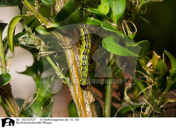 Buchsbaumznsler Raupe / box tree moth inchworm / SO-03727