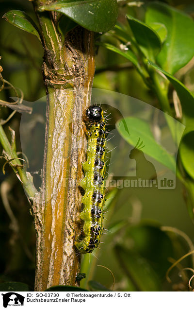 Buchsbaumznsler Raupe / box tree moth inchworm / SO-03730