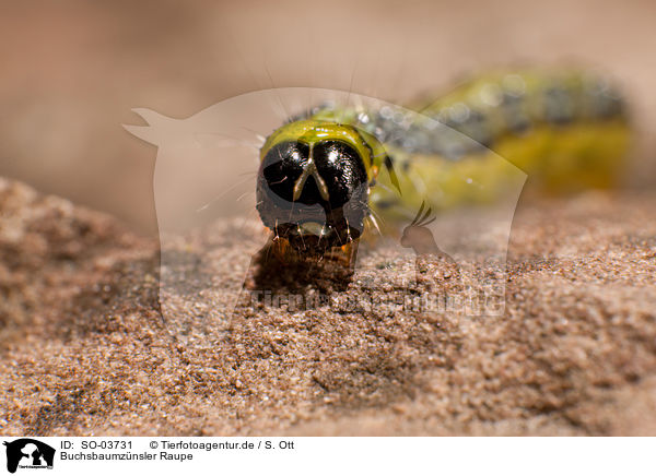 Buchsbaumznsler Raupe / box tree moth inchworm / SO-03731