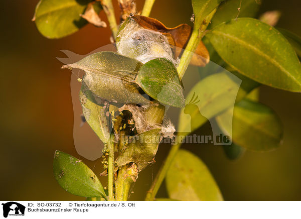 Buchsbaumznsler Raupe / box tree moth inchworm / SO-03732