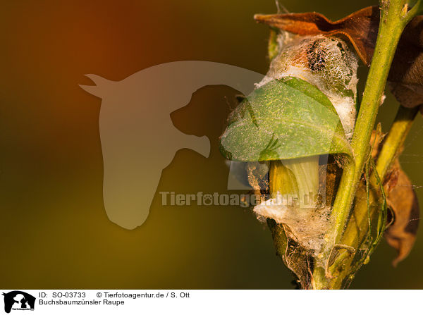 Buchsbaumznsler Raupe / box tree moth inchworm / SO-03733