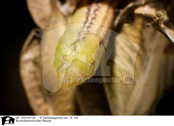 Buchsbaumznsler Raupe / box tree moth inchworm / SO-03734