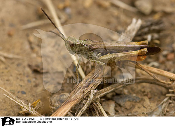 Buntbuchiger Grashpfer / woodland grasshopper / SO-01921