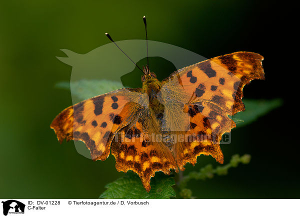 C-Falter / butterfly / DV-01228