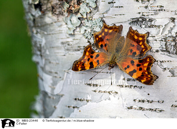 C-Falter / southern comma / MBS-23446