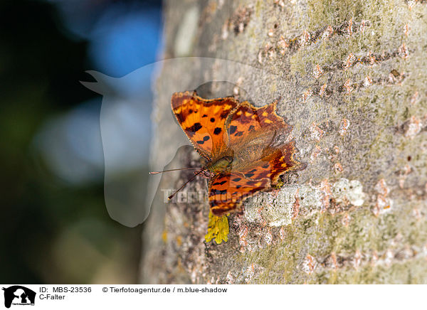 C-Falter / southern comma / MBS-23536
