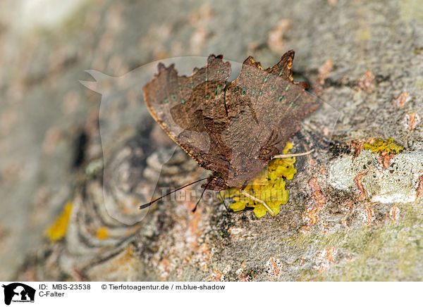 C-Falter / southern comma / MBS-23538