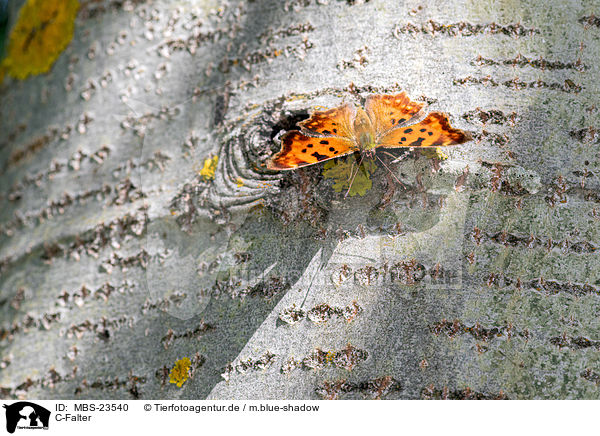 C-Falter / southern comma / MBS-23540