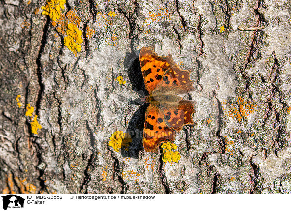 C-Falter / southern comma / MBS-23552