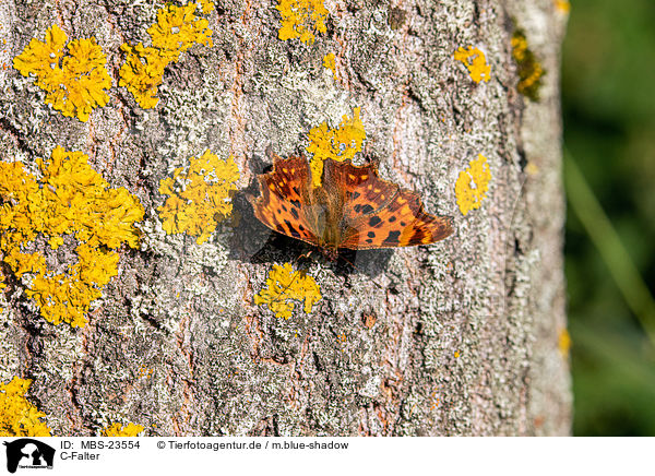 C-Falter / southern comma / MBS-23554