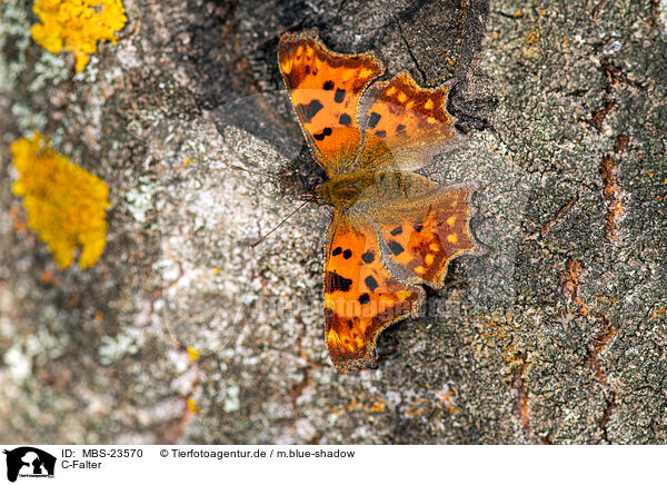 C-Falter / southern comma / MBS-23570