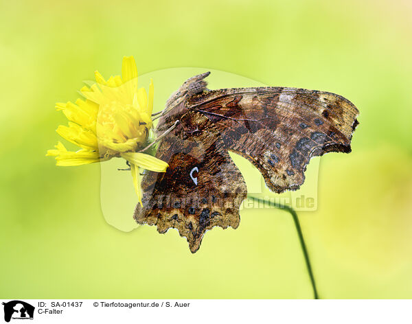 C-Falter / comma butterfly / SA-01437