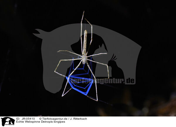Echte Webspinne Deinopis longipes / JR-05410