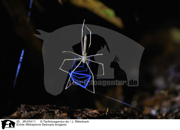 Echte Webspinne Deinopis longipes / JR-05411