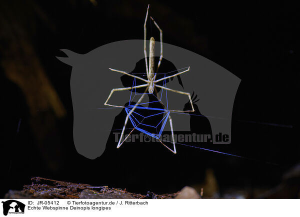 Echte Webspinne Deinopis longipes / JR-05412