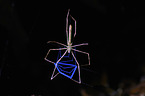 Echte Webspinne Deinopis longipes