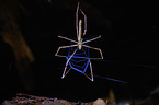 Echte Webspinne Deinopis longipes