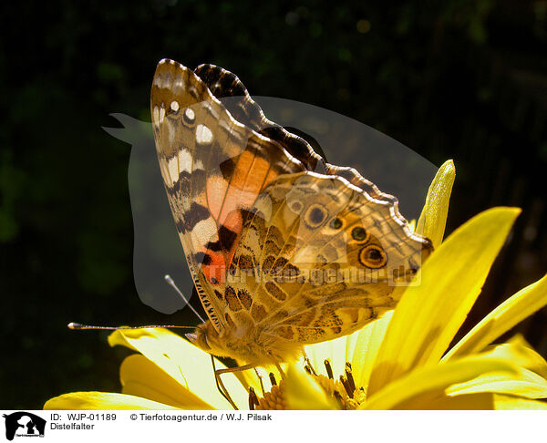 Distelfalter / butterfly / WJP-01189