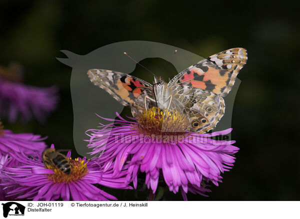 Distelfalter / painted lady butterfly / JOH-01119