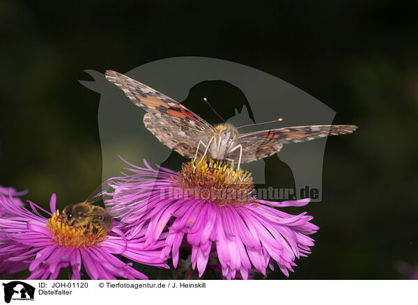 Distelfalter / painted lady butterfly / JOH-01120