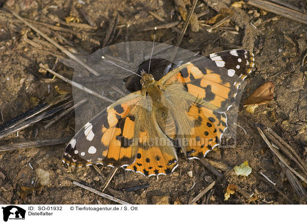 Distelfalter / painted lady butterfly / SO-01932