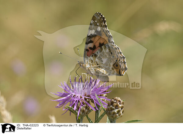 Distelfalter / painted lady butterfly / THA-02223