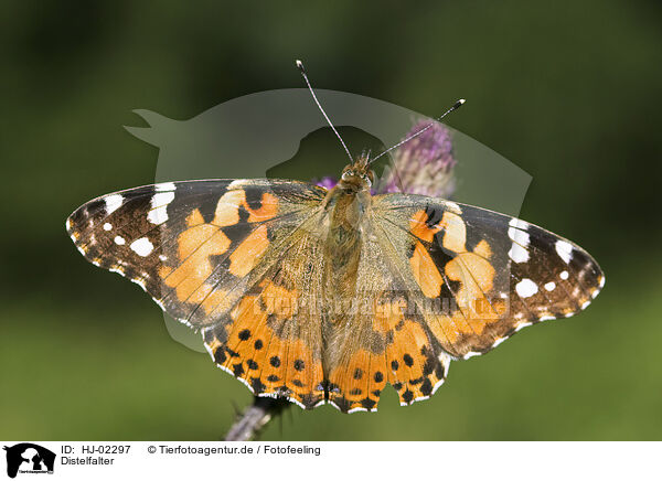 Distelfalter / Painted Lady / HJ-02297