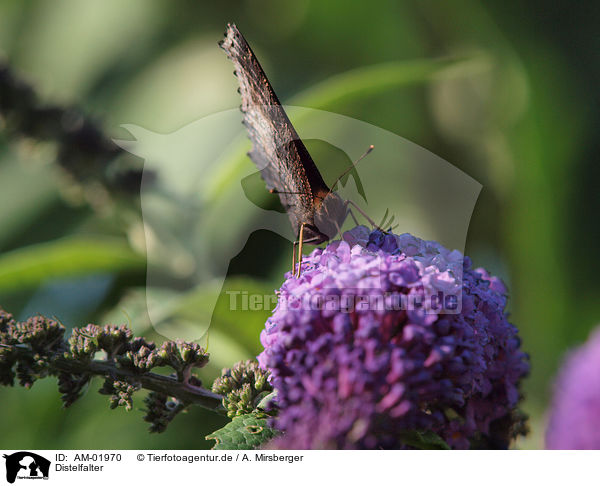 Distelfalter / painted lady / AM-01970