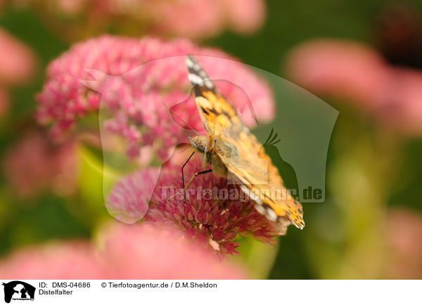 Distelfalter / painted lady / DMS-04686