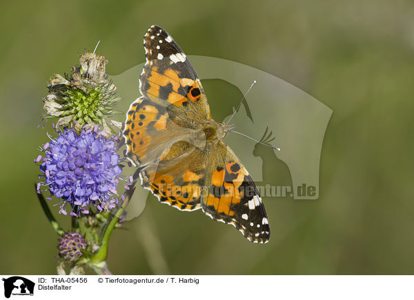 Distelfalter / painted lady / THA-05456