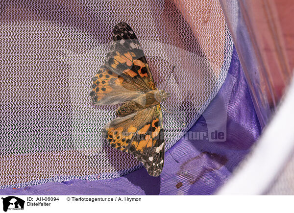 Distelfalter / painted lady / AH-06094