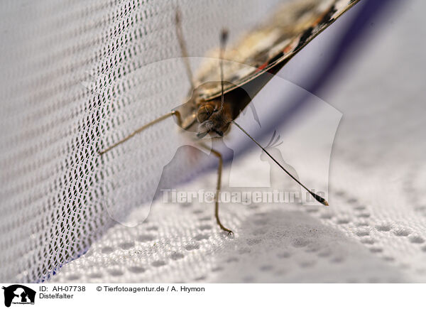 Distelfalter / painted lady / AH-07738