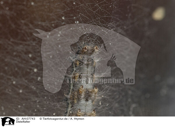 Distelfalter / AH-07743