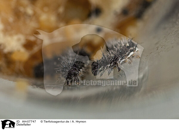 Distelfalter / painted lady / AH-07747