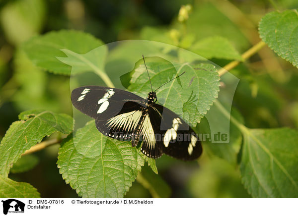 Dorisfalter / Doris Longwing / DMS-07816