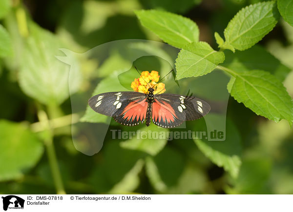 Dorisfalter / Doris Longwing / DMS-07818