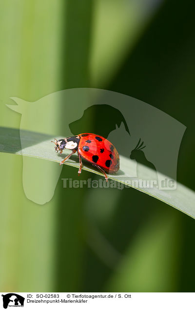 Dreizehnpunkt-Marienkfer / ladybird / SO-02583