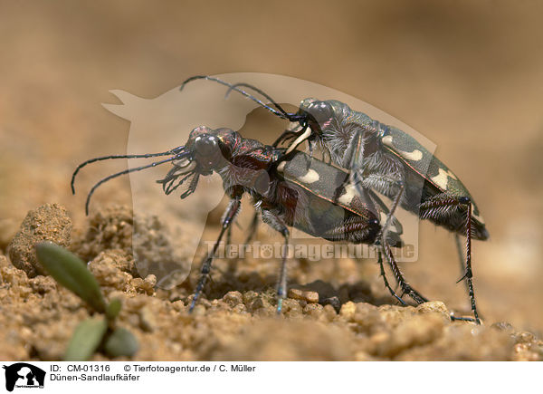 Dnen-Sandlaufkfer / tiger beetle / CM-01316