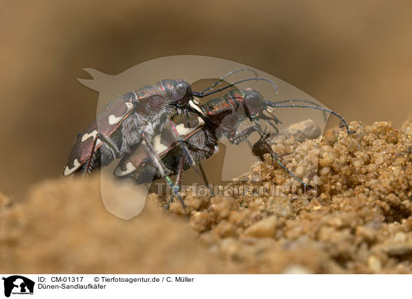 Dnen-Sandlaufkfer / tiger beetle / CM-01317