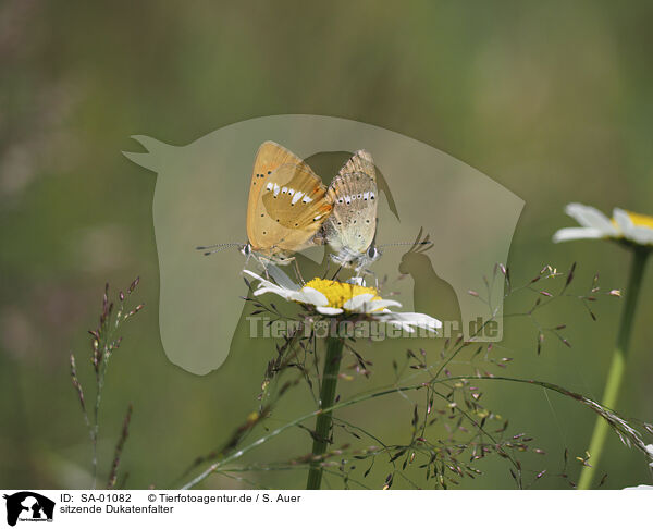 sitzende Dukatenfalter / sitting Scarce Copper / SA-01082