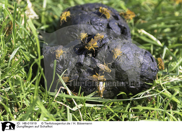 Dungfliegen auf Schafkot / dung flies on sheep faeces / HB-01919